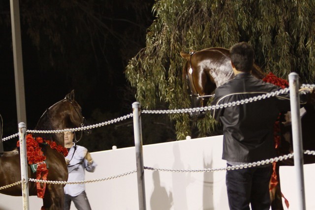 Scottsdale Arabian Horse Farm Tours