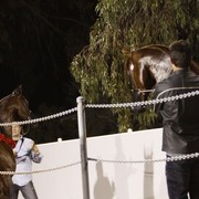 Scottsdale Arabian Horse Farm Tours