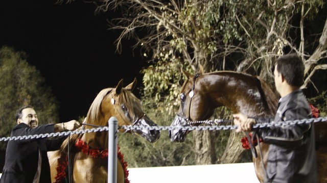 Scottsdale Arabian Horse Farm Tours