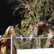 Scottsdale Arabian Horse Farm Tours