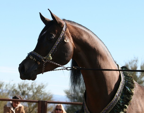 Scottsdale Arabian Horse Farm Tours