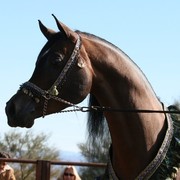 Scottsdale Arabian Horse Farm Tours
