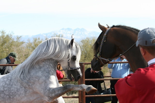 Scottsdale Arabian Horse Farm Tours