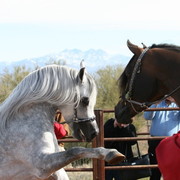 Scottsdale Arabian Horse Farm Tours
