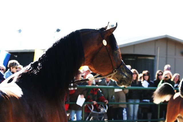 Scottsdale Arabian Horse Farm Tours