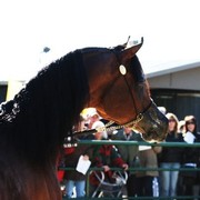 Scottsdale Arabian Horse Farm Tours