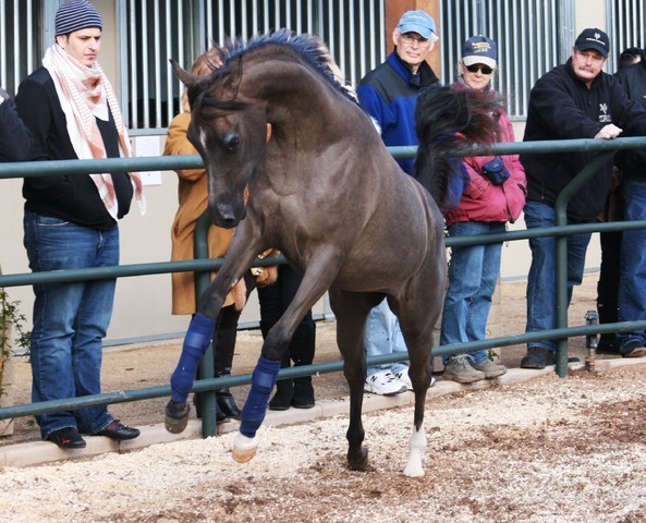 Scottsdale Arabian Horse Farm Tours