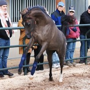 Scottsdale Arabian Horse Farm Tours