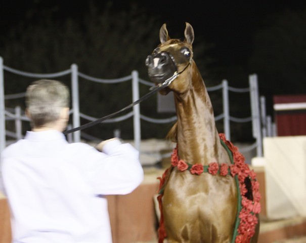 Scottsdale Arabian Horse Farm Tours