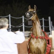Scottsdale Arabian Horse Farm Tours