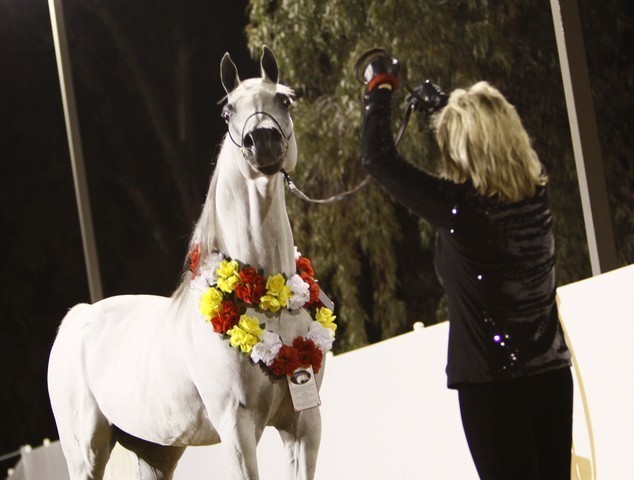 Scottsdale Arabian Horse Farm Tours