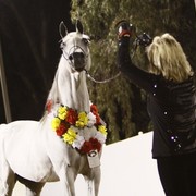 Scottsdale Arabian Horse Farm Tours