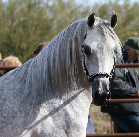 Scottsdale Arabian Horse Farm Tours