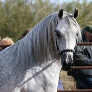 Scottsdale Arabian Horse Farm Tours