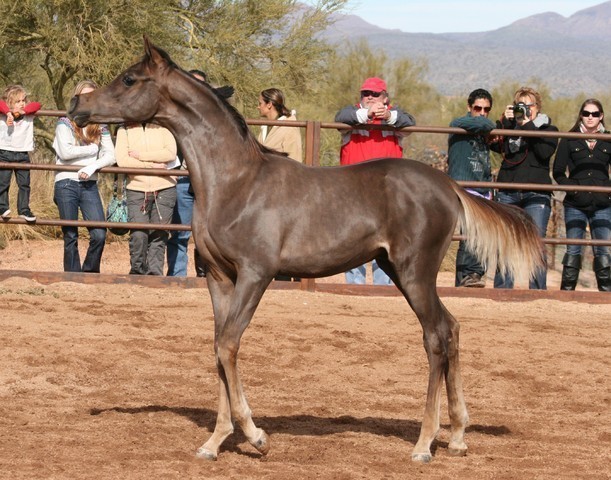 Scottsdale Arabian Horse Farm Tours