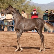 Scottsdale Arabian Horse Farm Tours