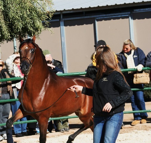 Scottsdale Arabian Horse Farm Tours
