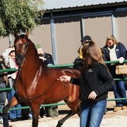 Scottsdale Arabian Horse Farm Tours