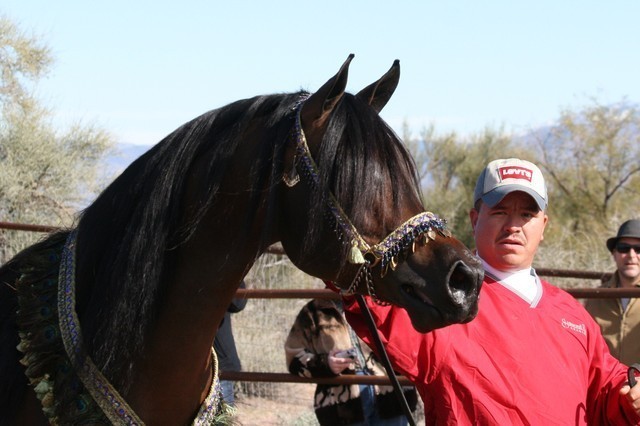 Scottsdale Arabian Horse Farm Tours