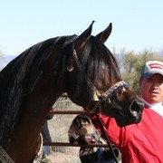 Scottsdale Arabian Horse Farm Tours