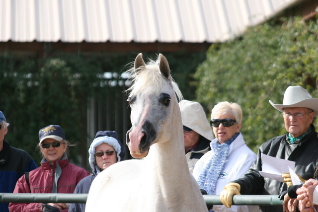 Scottsdale Arabian Horse Farm Tours