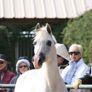 Scottsdale Arabian Horse Farm Tours