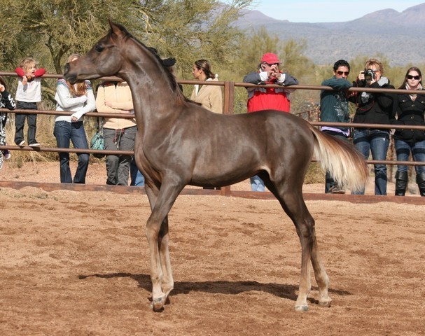 Scottsdale Arabian Horse Farm Tours