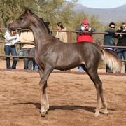 Scottsdale Arabian Horse Farm Tours