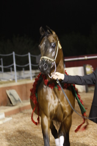 Scottsdale Arabian Horse Farm Tours