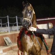 Scottsdale Arabian Horse Farm Tours