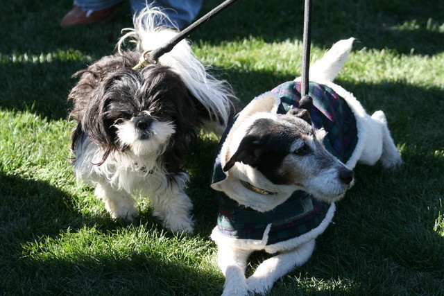 Scottsdale Arabian Horse Farm Tours