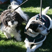 Scottsdale Arabian Horse Farm Tours