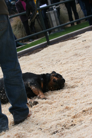 Scottsdale Arabian Horse Farm Tours