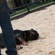 Scottsdale Arabian Horse Farm Tours