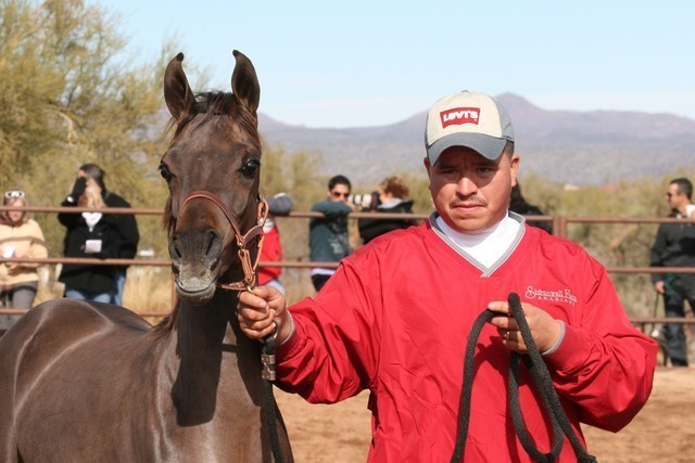 Scottsdale Arabian Horse Farm Tours