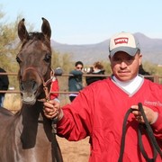 Scottsdale Arabian Horse Farm Tours