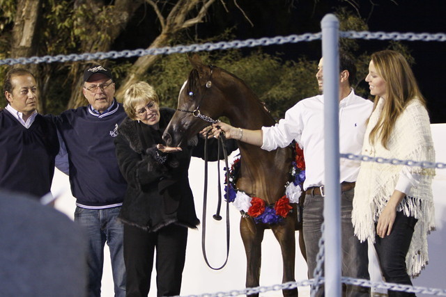 Scottsdale Arabian Horse Farm Tours