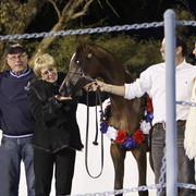 Scottsdale Arabian Horse Farm Tours