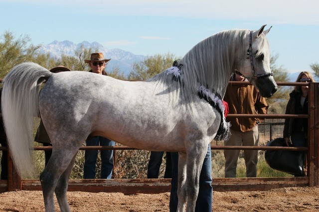 Scottsdale Arabian Horse Farm Tours