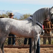 Scottsdale Arabian Horse Farm Tours