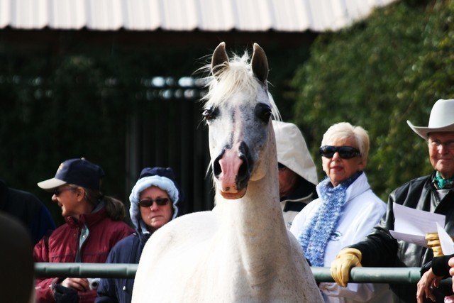 Scottsdale Arabian Horse Farm Tours