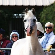 Scottsdale Arabian Horse Farm Tours