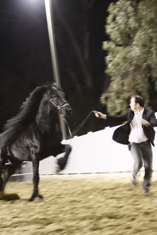 Scottsdale Arabian Horse Farm Tours