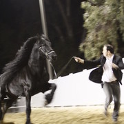 Scottsdale Arabian Horse Farm Tours