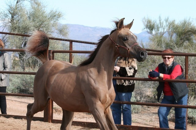 Scottsdale Arabian Horse Farm Tours