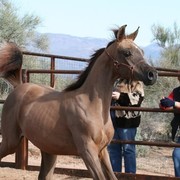 Scottsdale Arabian Horse Farm Tours