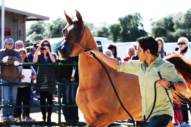 Scottsdale Arabian Horse Farm Tours