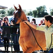 Scottsdale Arabian Horse Farm Tours