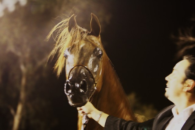 Scottsdale Arabian Horse Farm Tours