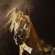 Scottsdale Arabian Horse Farm Tours